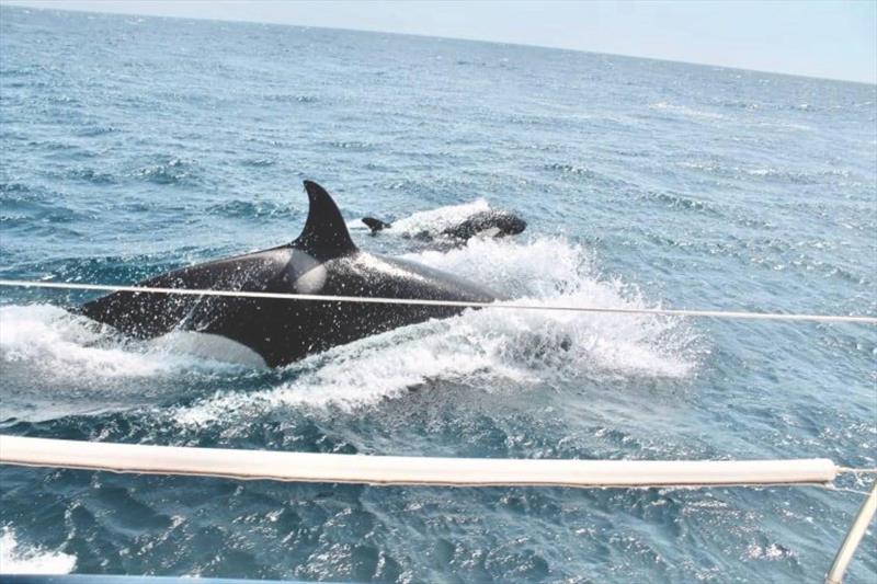 What damage can an orca “attack” cause? photo copyright Global Solo Challenge taken at  and featuring the Cruising Yacht class