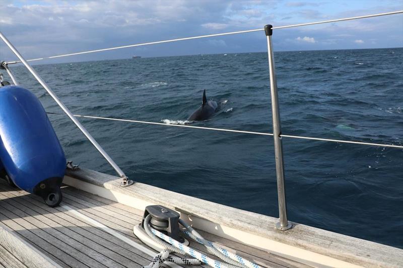 What damage can an orca “attack” cause? photo copyright Martin Evans at hellpants taken at  and featuring the Cruising Yacht class