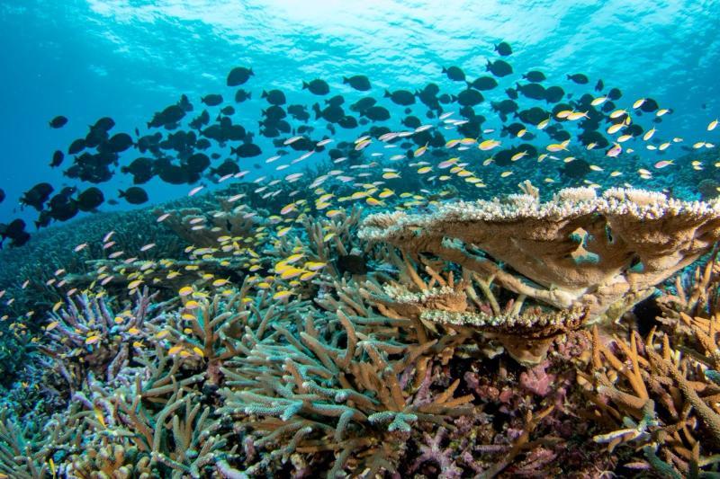 Fish community on a reef offshore of Baker Island, a remote equatorial island photo copyright NOAA Fisheries / Jeff Milisen taken at  and featuring the Cruising Yacht class
