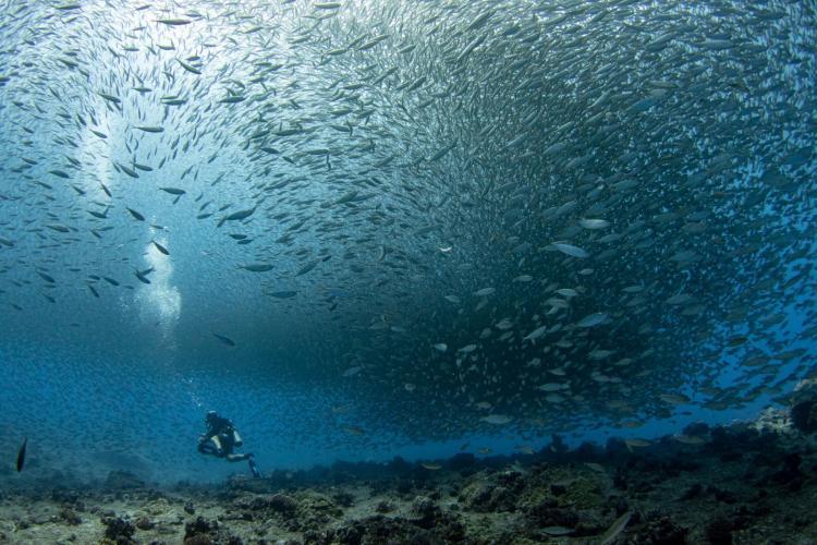 At a remote reef in the Mariana Islands, a diver observes a large school of atulai, bigeye scad, an important food fish in some Pacific regions photo copyright NOAA Fisheries / Jeff Milisen taken at  and featuring the Cruising Yacht class