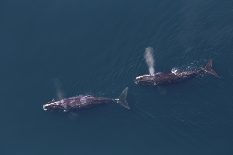 Study finds offshore wind areas a biologically important habitat for whales and dolphins photo copyright NOAA Fisheries taken at  and featuring the Cruising Yacht class