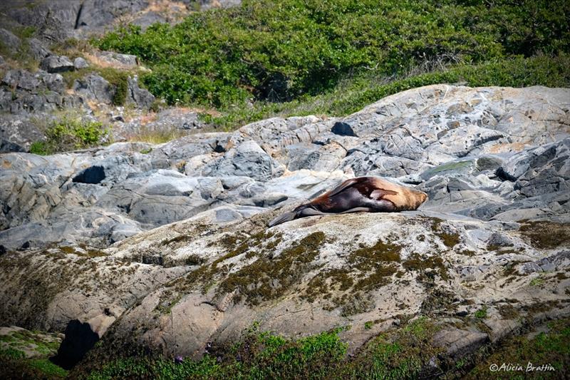 A sunbathing sea lion - photo © Alicia Brattin