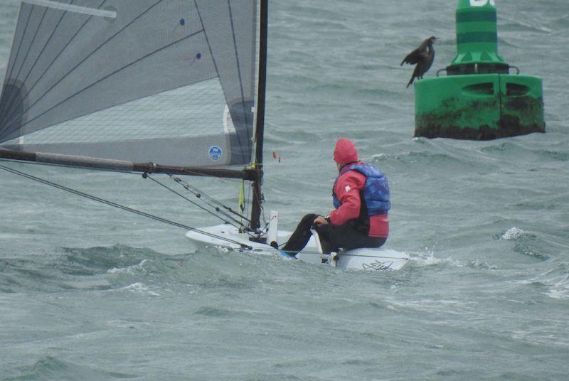 Cormorant dries its wings, day 1 - Menai Strait Regattas - photo © Ian Bradley