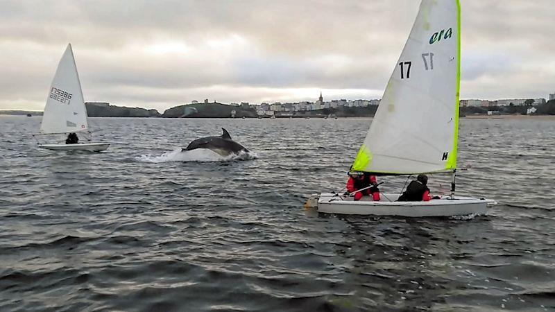 Bottle-nosed dolphins who came out to play at Tenby photo copyright Max Richards taken at Tenby Sailing Club and featuring the Dinghy class