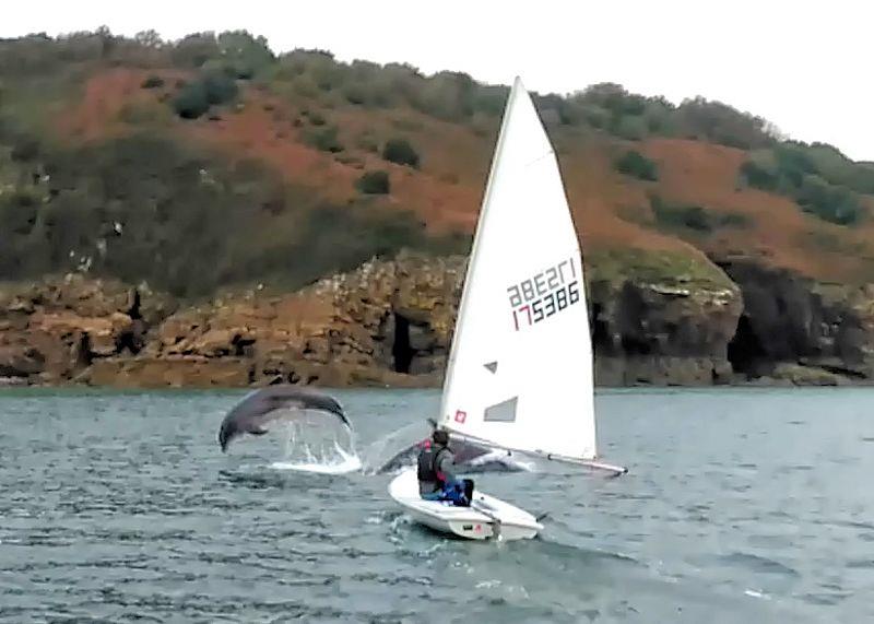 Bottle-nosed dolphins who came out to play at Tenby photo copyright Max Richards taken at Tenby Sailing Club and featuring the Dinghy class