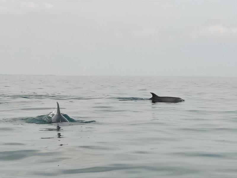 Dolphins enjoy the calms - Day 1 - Carnac Eurocat - April 2022 photo copyright Carnac 2022 taken at A.S.N. Quiberon and featuring the  class