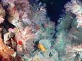 © NOAA Fisheries