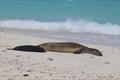 © Kure Atoll Conservancy (NOAA Fisheries Permit #22677-02)