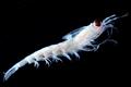© NOAA Fisheries