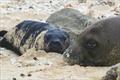 © Hawai?i Marine Animal Response (Permit #24359)