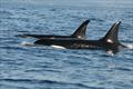© Jeff Foster/NOAA Fisheries. Taken under permit #21348