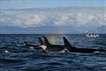 © NOAA Fisheries/Brad Hanson