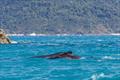 How lucky are we - whales came to visit - Islands Distillery Airlie Beach Race Week © Andrea Francolini / ABRW
