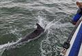 Harbour Escort - Kelpies Cup Race at Port Edgar &copy; Harris Tait
