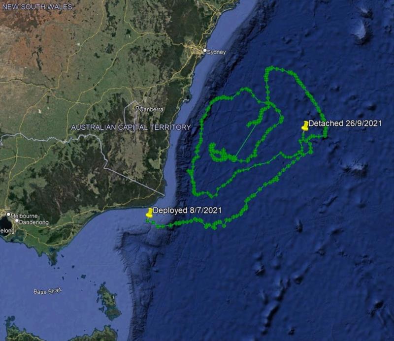 Latest Swordfish satellite tag has popped off photo copyright RFA of NSW taken at Recreational Fishing Alliance of NSW (RFA of NSW) and featuring the Environment class
