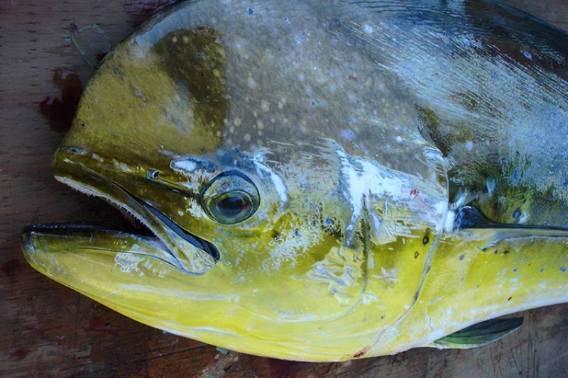 Mahimahi are fun to catch and quite acrobatic. Plus, they are great to eat! photo copyright NOAA Fisheries taken at  and featuring the Environment class