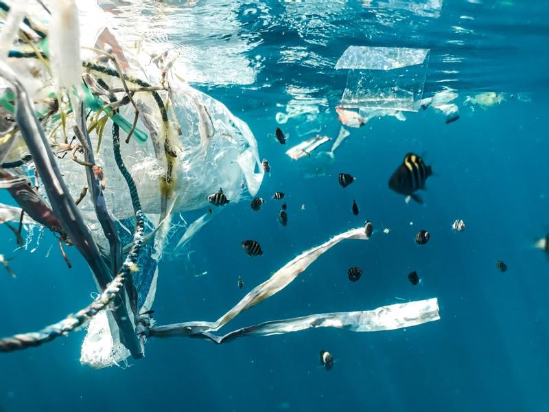 Juvenile fish swimming in plastic photo copyright Naja Bertolt Jensen / Ocean Image Bank taken at  and featuring the Environment class