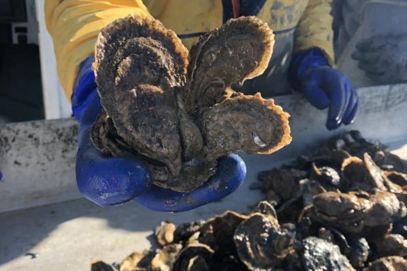 Scientists monitor a reef with healthy oysters as part of a restoration effort - photo © Oyster Recovery Partnership