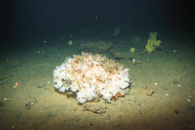 This living glass sponge was spotted during a 2018 cruise. This photo reveals the bright colors and textures commonly associated with the living sponge, which is usually found in small patches - photo © NOAA Fisheries, Marine Applied Research and Exploration