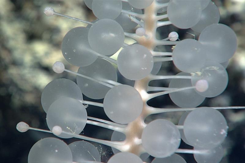 A close look at a large carnivorous sponge (nicknamed the “ping-pong” sponge) south of the Florida Keys. While most sponges are filter feeders, scientists discovered the first carnivorous sponge less than 30 years ago photo copyright NOAA Ocean Exploration taken at  and featuring the Environment class