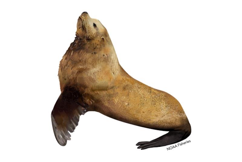 Stellar sea lion - photo © NOAA Fisheries