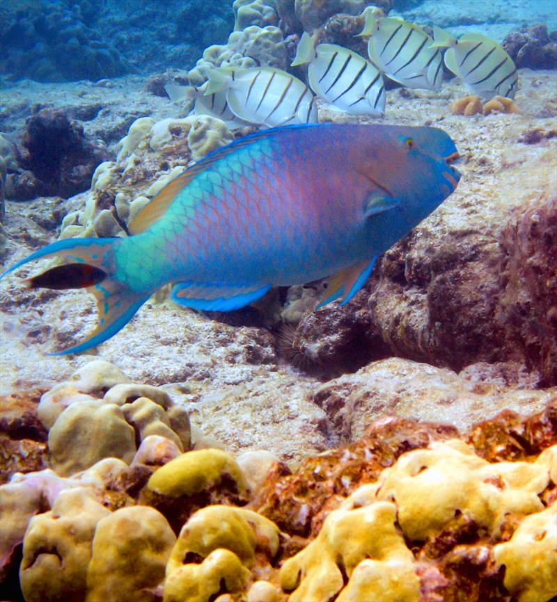 Scrapers are primarily parrotfish (uhu) in Hawaii. Their sharp teeth scrape reef when feeding, removing fleshy algae and clearing space for reef-builders to settle and grow. Scrapers are critical for reef health & recovery following a major disturbance photo copyright Hawaii Department of Land and Natural Resources Division of Aquatic Resources taken at  and featuring the Environment class