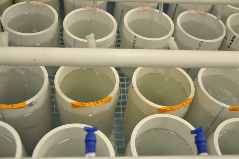 Snow crab larvae in experimental tanks at Kodiak Laboratory photo copyright NOAA Fisheries / Chris Long taken at  and featuring the Environment class