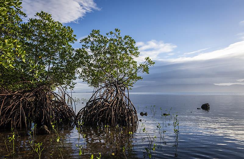 Mangroves grow partially in the air, partially in the water, typically along coastlines in tropical and subtropical regions near the Equator - photo © Uli Kunz / Malizia Mangrove Park