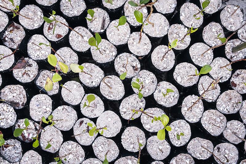 Seedlings from native species to the area are grown in a nursery for four to five months before being planted photo copyright Uli Kunz / Malizia Mangrove Park taken at  and featuring the Environment class