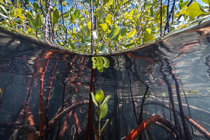 The mangrove ecosystem is an important habitat for a diverse range of species: Birds, reptiles, insects, mollucs, crustaceans, and fish call mangroves their home - photo © Uli Kunz / Malizia Mangrove Park