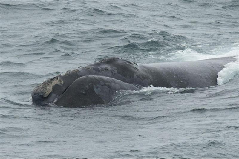 Eastern North Pacific Right whale MML# 84 “Cuatro” (female) in the Bering Sea in August 2017 photo copyright K. Matsuoka / International Whaling Commission and NOAA Fisheries taken at  and featuring the Environment class