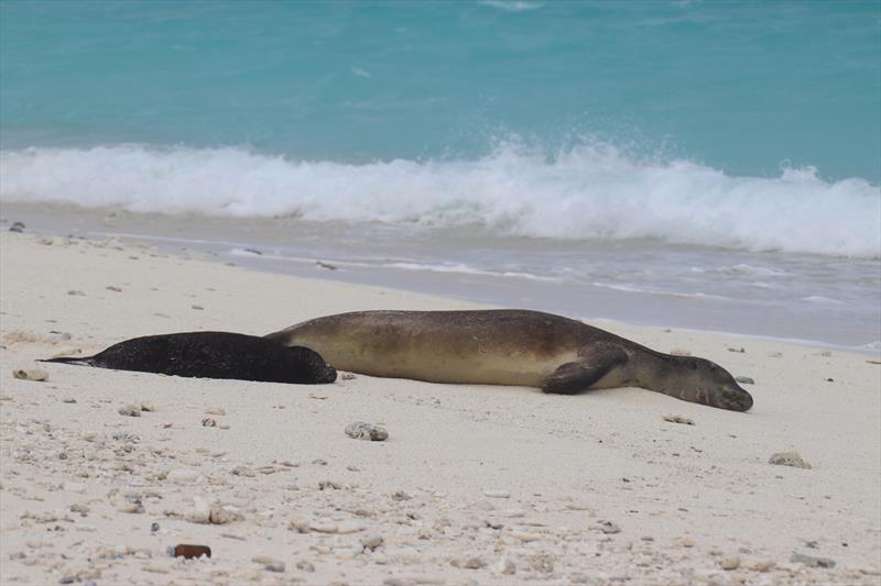 LL00 and her first pup lay on the sands of Holaniku photo copyright Kure Atoll Conservancy (NOAA Fisheries Permit #22677-02) taken at  and featuring the Environment class