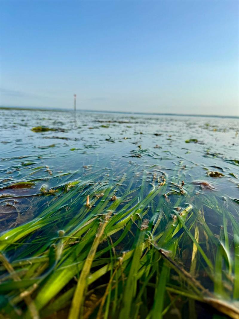 Seagrass meadow in Ryde - photo © Anouska Mendzil, Project Seagrass