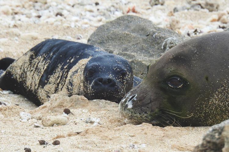 Students at Kahuku Elementary gifted the name U?i Mea Ola (`beautiful survivor`) to RJ58's (Kaimana) new pup photo copyright Hawai?i Marine Animal Response (Permit #24359) taken at  and featuring the Environment class