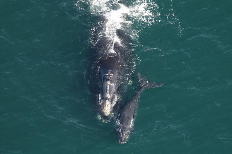 North Atlantic right whale Pediddle (#1012) and calf. This species was hunted nearly to extinction by commercial whalers in the 1800s, and continues to face threats from vessel strikes and entanglement in fishing gear photo copyright NOAA Fisheries taken at  and featuring the Environment class