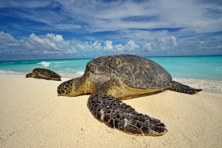 Two green sea turtles bask on the sandy beaches at Lalo (French Frigate Shoals). Turtles are commonly seen in the Papahanaumokuakea Marine National Monument, primarily during the spring to summer nesting season photo copyright NOAA Fisheries taken at  and featuring the Environment class