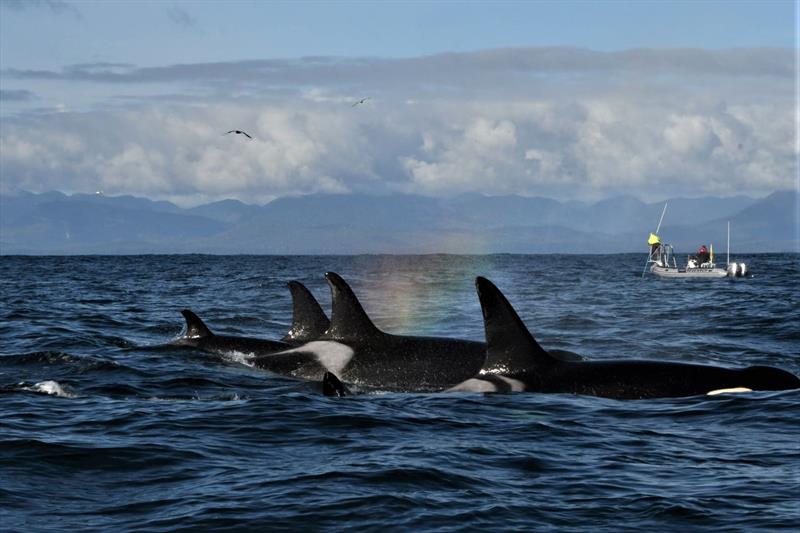 Southern Resident killer whales encountered during NOAA's PODs (Pacific Orcinus Distribution Survey) in October 2021 near the west end of the Strait of Juan de Fuca photo copyright NOAA Fisheries/Brad Hanson taken at  and featuring the Environment class