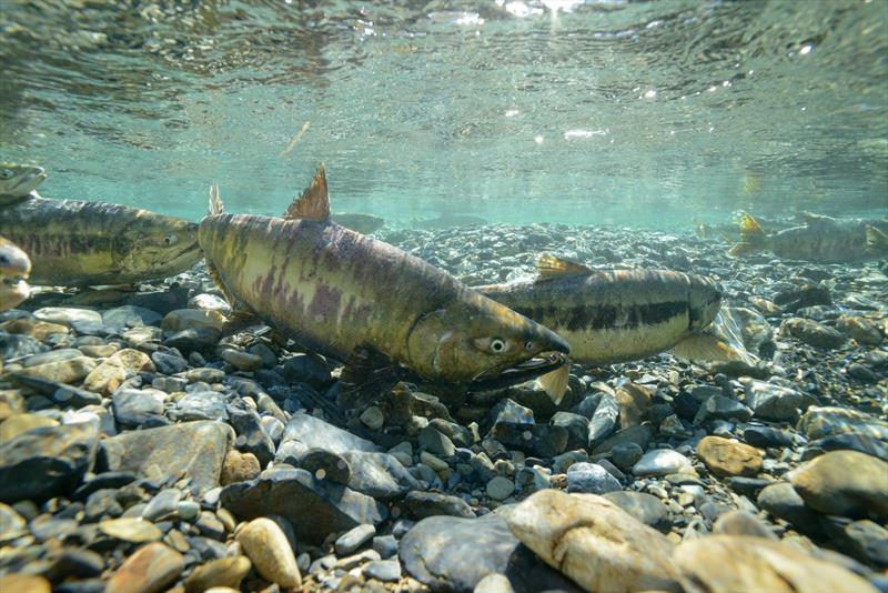 Chum salmon migrating upstream photo copyright Adobe Stock taken at  and featuring the Environment class