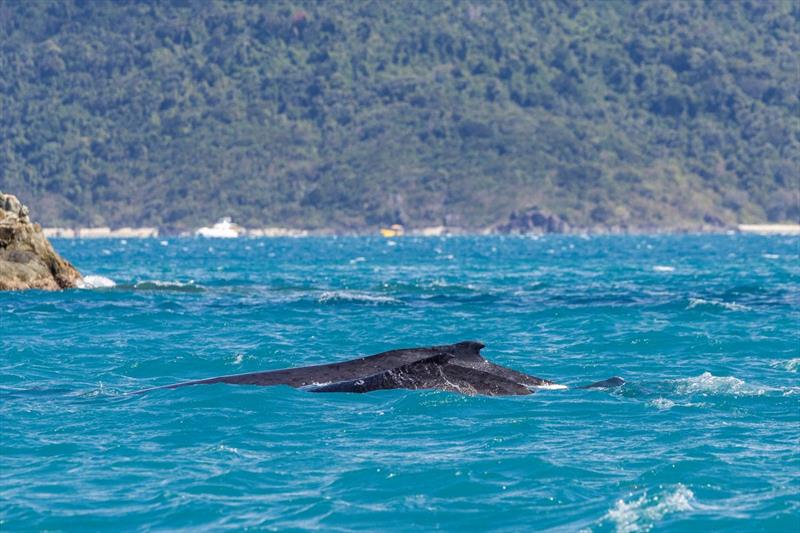 How lucky are we - whales came to visit - Islands Distillery Airlie Beach Race Week photo copyright Andrea Francolini / ABRW taken at Whitsunday Sailing Club and featuring the Environment class