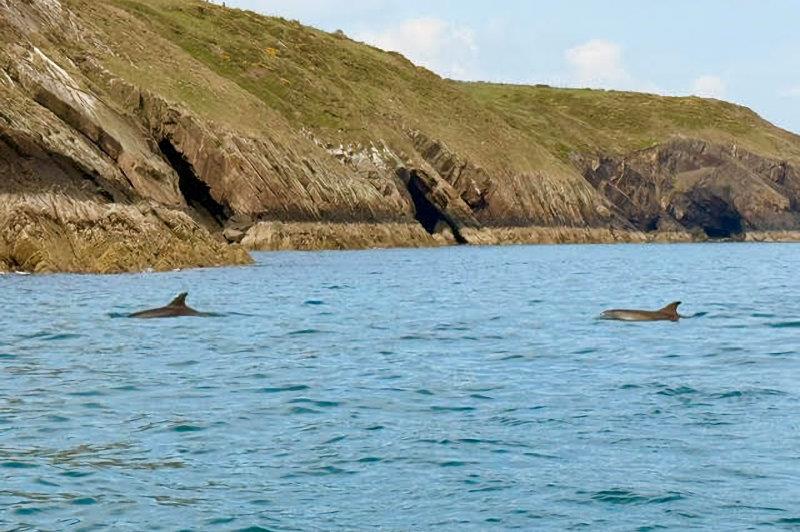 Dolphins in St Tudwall Sound - Pwllheli SC's May Day Series - photo © Victoria Cox