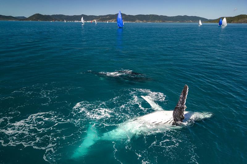 Whales come out to play with the fleet at Airlie Beach Race Week - photo © Andrea Francolini / ABRW