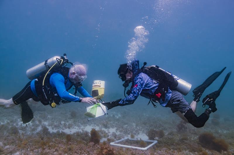 Mote Marine Laboratory collaborates with combat wounded veterans and students to advance coral reef restoration and research photo copyright Kathryn Gentile taken at  and featuring the Environment class