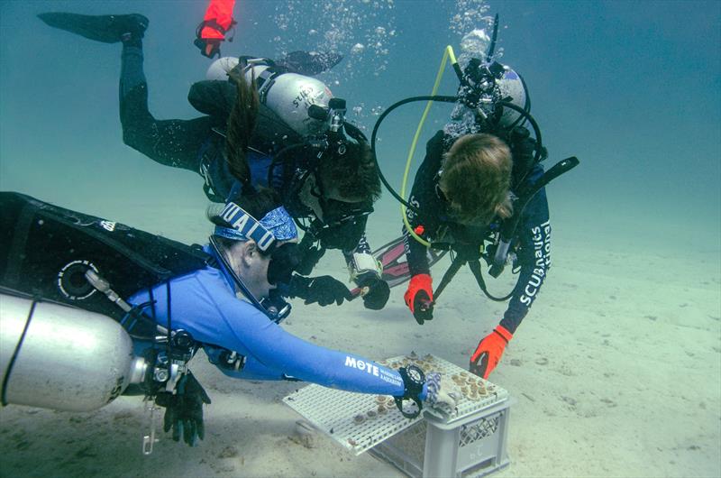 Mote Marine Laboratory collaborates with combat wounded veterans and students to advance coral reef restoration and research photo copyright Kathryn Gentile taken at  and featuring the Environment class