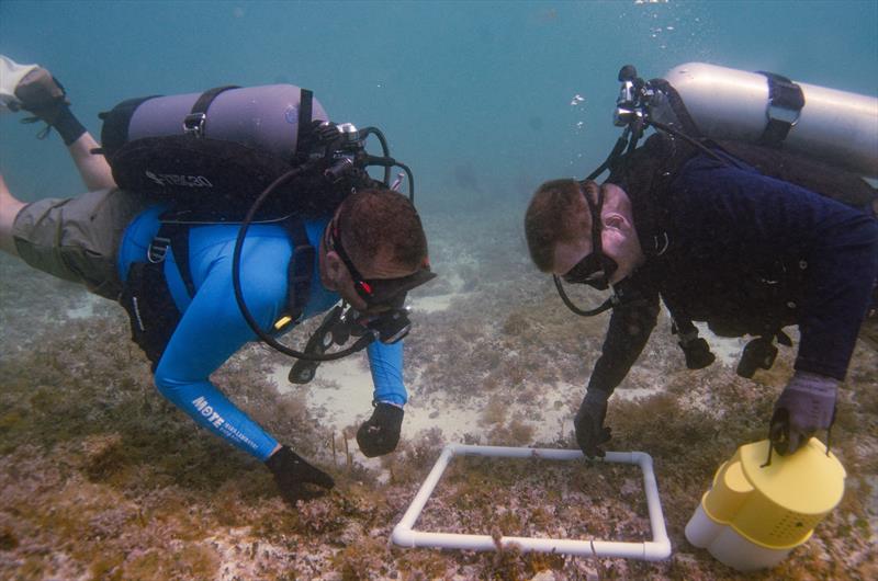 Mote Marine Laboratory collaborates with combat wounded veterans and students to advance coral reef restoration and research photo copyright Kathryn Gentile taken at  and featuring the Environment class