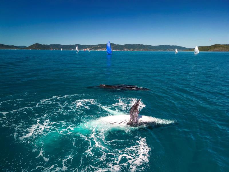 Whales come out to play with the fleet at Airlie Beach Race Week photo copyright Andrea Francolini / ABRW taken at Whitsunday Sailing Club and featuring the Environment class