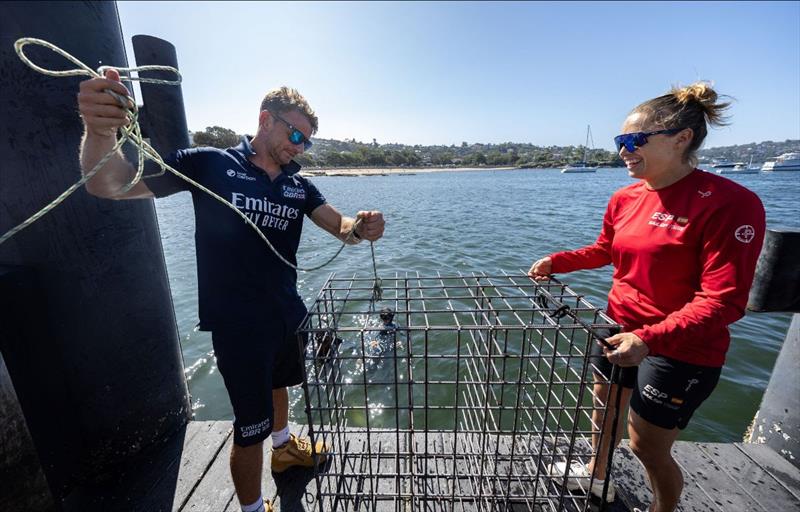Nick Hutton installed seahorse habitats on Sydney Harbour with Sydney Institute of Marine Science - photo © SailGP