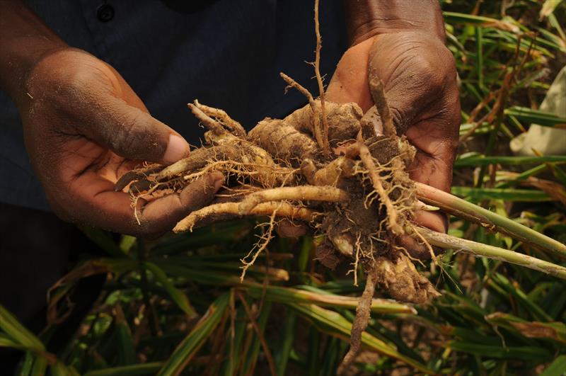 Fresh green ginger - photo © Fever-Tree