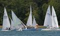 Firefly Craftinsure Vines Series at Dell Quay &copy; John Rogerson