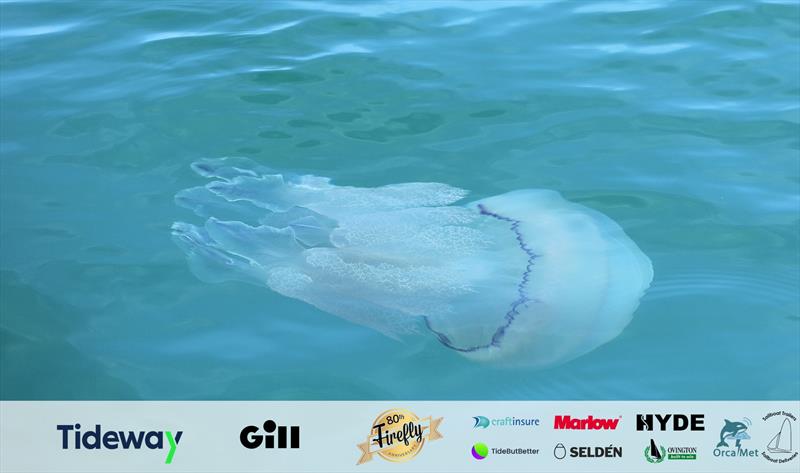 Massive jellyfish on Day 5 of the 80th Anniversary Firefly Nationals at Tenby - photo © Mark Jardine