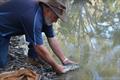 It's eastern freshwater cod breeding season © RFA of NSW